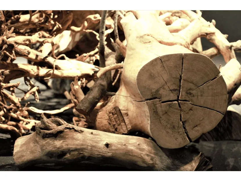 Oración por las intenciones de la COP16 y la Coalición Global Paz con la Naturaleza